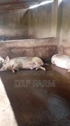 Farm Animals: Pigs, Chickens, Turkeys, Rams, Goats, Geese