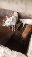Dabbobin Gona: Alade, Kaji, Agwagi, Rago, Awaki, Geese - 3