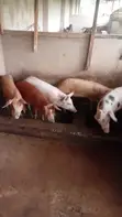 Dabbobin Gona: Alade, Kaji, Agwagi, Rago, Awaki, Geese - 4