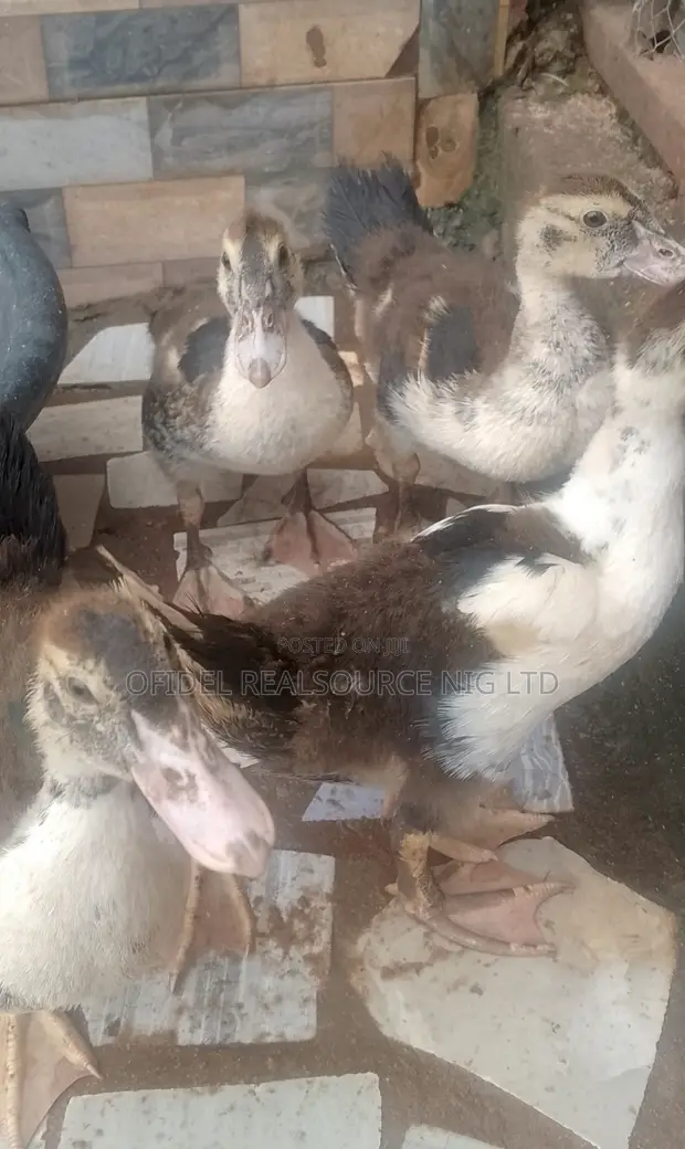 Native Bred Ducklings for Sale (2 Weeks Old) - 1
