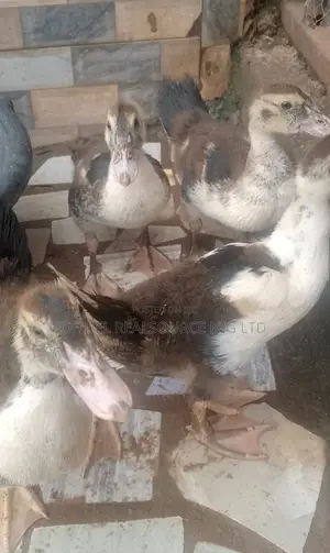Native Bred Ducklings for Sale (2 Weeks Old)