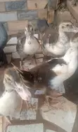 Native Bred Ducklings for Sale (2 Weeks Old) - 1