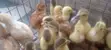 Native Bred Ducklings for Sale (2 Weeks Old) - 2