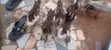 Native Bred Ducklings for Sale (2 Weeks Old) - 3