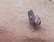 Native Bred Ducklings for Sale (2 Weeks Old) - 4