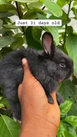 Weaners Rabbits (3 Weeks Old) - 1
