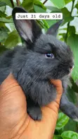 Weaners Rabbits (3 Weeks Old) - 2