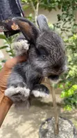 Weaners Rabbits (3 Weeks Old) - 3