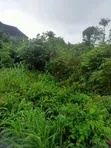 Hilltop Land for Sale, Arobieye Ajibola Farm - 4