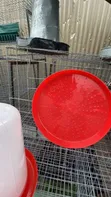 Adult and Chick Poultry Feeders & Drinkers - 4