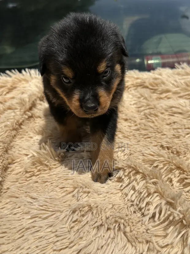 Purebred Rottweiler Puppy - Female, 1-3 Months - 1