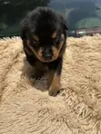 Rottweiler Zuriya Mai Tsarki - Yarinya, 1-3 Watan - 1