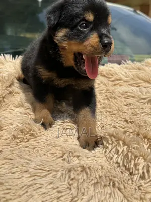 Rottweiler Zuriya Mai Tsarki - Yarinya, 1-3 Watan