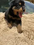 Rottweiler Zuriya Mai Tsarki - Yarinya, 1-3 Watan - 2