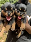 Rottweiler Zuriya Mai Tsarki - Yarinya, 1-3 Watan - 3