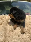 Rottweiler Zuriya Mai Tsarki - Yarinya, 1-3 Watan - 4