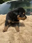 Rottweiler Zuriya Mai Tsarki - Yarinya, 1-3 Watan - 5