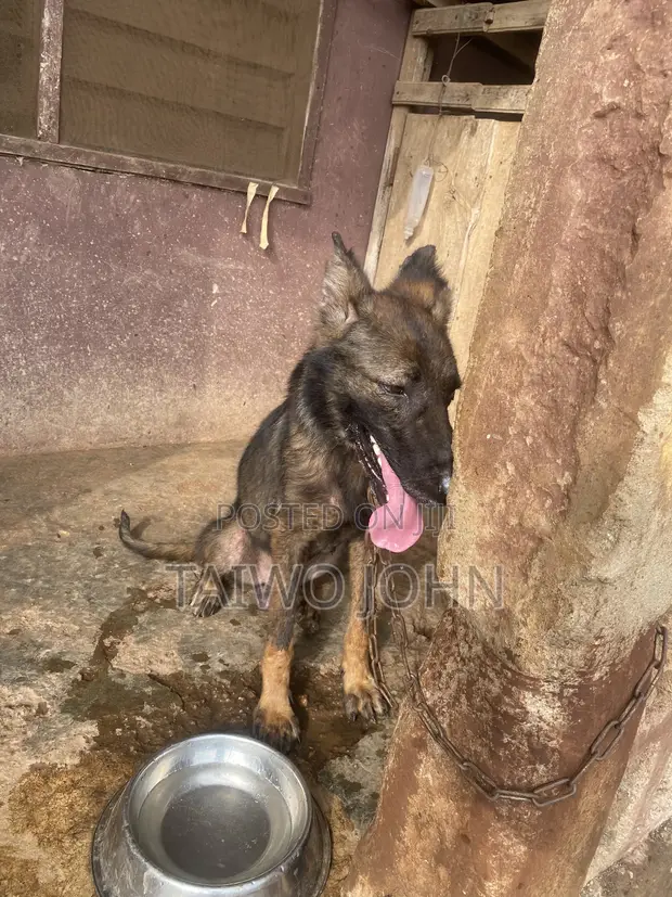 Purebred German Shepherd - 1+ Year Male - 1