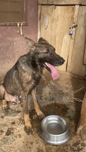 Purebred German Shepherd - 1+ Year Male