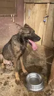 Purebred German Shepherd - 1+ Year Male - 2