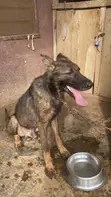 Purebred German Shepherd - 1+ Year Male - 3