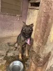Purebred German Shepherd - 1+ Year Male - 4