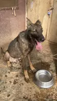 Purebred German Shepherd - 1+ Year Male - 5