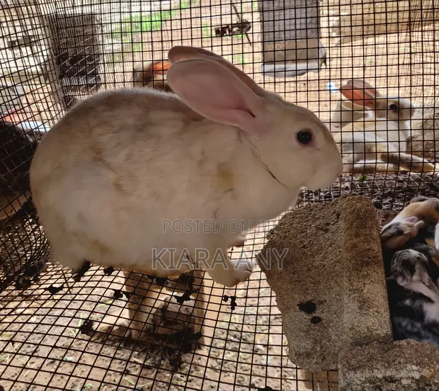 Mature Female Rabbit for Sale - 1