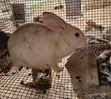 Mature Female Rabbit for Sale - 1