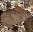 Mature Female Rabbit for Sale - 2