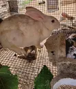 Mature Female Rabbit for Sale - 3