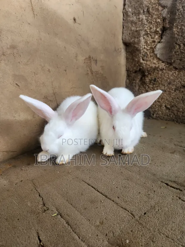 Rabbits for Sale - 1