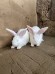 Rabbits for Sale - 1