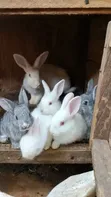Rabbits for Sale - 2