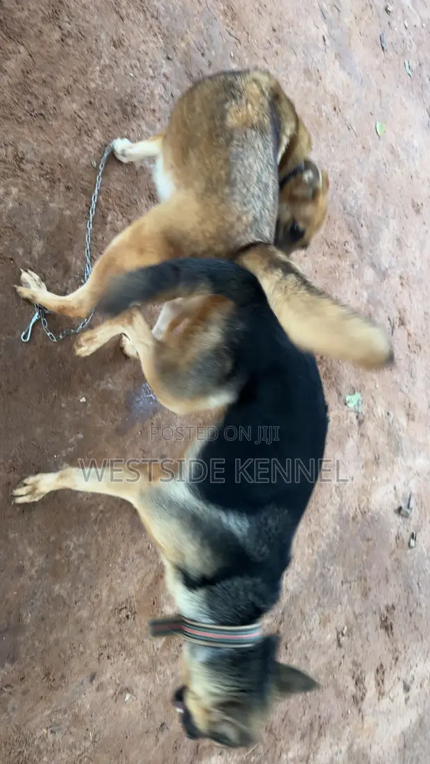 Male German Shepherd for Stud Service - 1