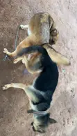 Bakin Namijin German Shepherd don Sabis na Zuriya - 1