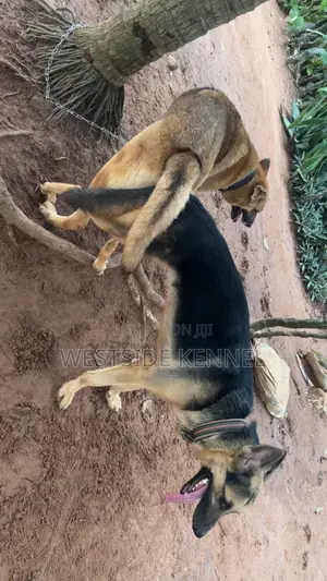 Bakin Namijin German Shepherd don Sabis na Zuriya