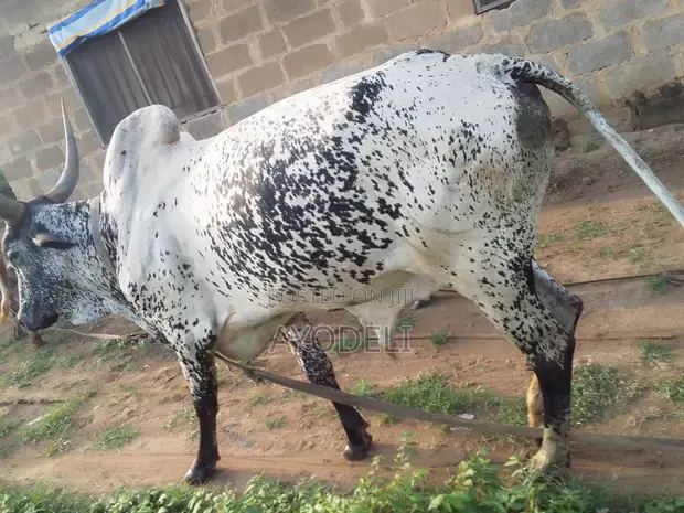 Cow for Sale - 1