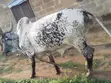 Saniya don Siyarwa - 1