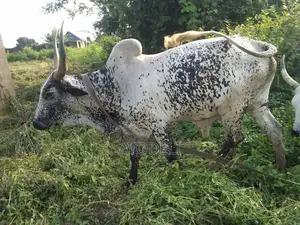 Saniya don Siyarwa