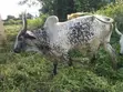 Saniya don Siyarwa - 2