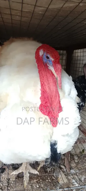 Fully Matured Male/Female Turkeys