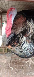 Diyayen Kaji (Turkeys) Maza da Mata masu Girma - 2
