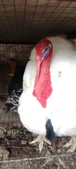 Diyayen Kaji (Turkeys) Maza da Mata masu Girma - 3