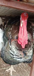 Diyayen Kaji (Turkeys) Maza da Mata masu Girma - 4