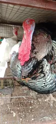 Diyayen Kaji (Turkeys) Maza da Mata masu Girma - 5