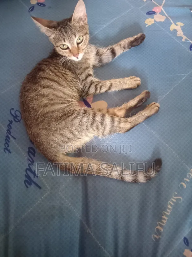 Female Mixed Breed Tabby Kitten - 1
