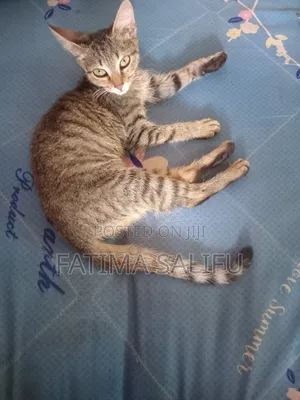 Female Mixed Breed Tabby Kitten