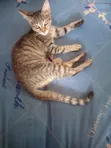 Kyanwa Tabby Yar Gauraye (Mace) - 1