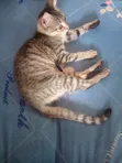 Kyanwa Tabby Yar Gauraye (Mace) - 2